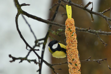 Bird titmouse feeding millet sunflower on fodder rack in winter snow