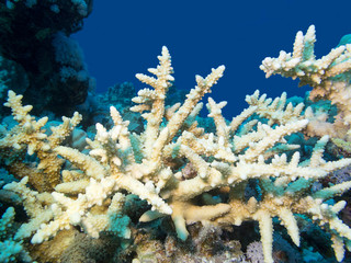 Naklejka na ściany i meble Colorful coral reef on the bottom of tropical sea, yellow acropora coral, underwater landscape