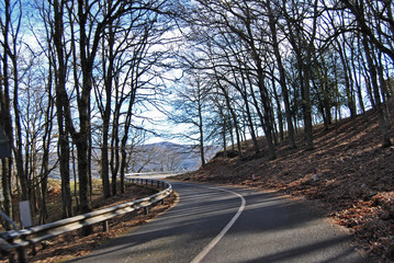 Attraversando il bosco