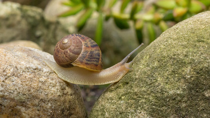 snail crossing between 2 rocks