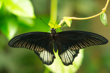 black winged butterfly
