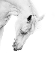 Beautiful white horse - obrazy, fototapety, plakaty