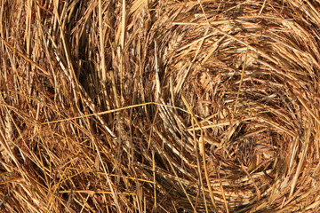 Hay and straw texture