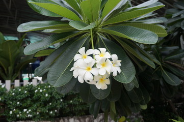 Белые цветы