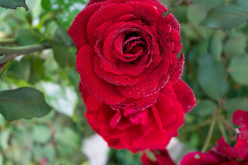 Red rose close up. Beautiful red rose in a garden. drops of water and leaves