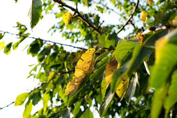 Autumn yellow leaves background in sunny day