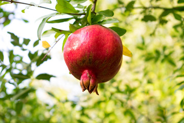 Close up view of ripe beautiful healthy pomegranate fruits on a tree branch in pomegranate orchard ready for harvest