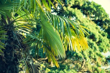 green leaves of palm tree