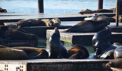 Seals near San-Francisco Piers