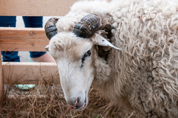 White sheep on farm