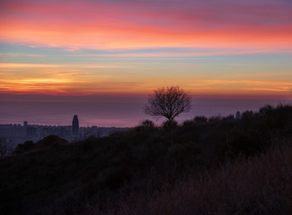 Amaneciendo en Barcelona con un árbol y la torre Agbar