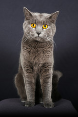 chat, animal, chaton, animal de compagnie, joli, domestique, isolé, britannique, fourrure, blanc, gris, gris, portrait, chat, cheveux courts, jeune, être assis, chat tigré, regardant, mammifère, anima