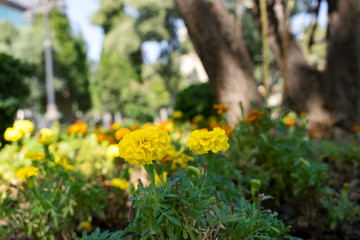 Green grass and flowers in the nature. close up of white yellow in park