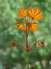 Red leaves of growing maple