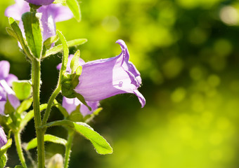 Canterbury bell flower