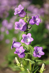 Violet bells flower