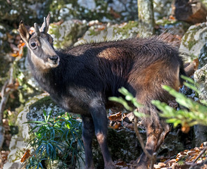 Chamoix. Latin name - Rupicapra rupicapra