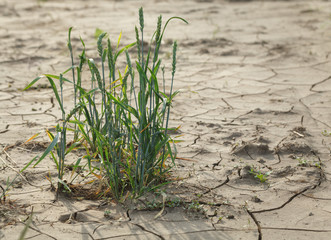 Survived cereal plant on infertile barren soil