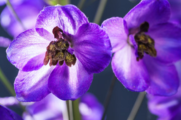 Morning light on Delphinium Flower