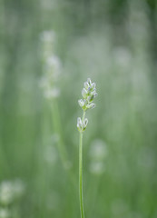 Lavender herb