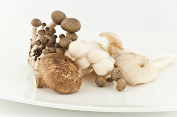 mixed fresh mushrooms