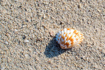 seashell with sand as background