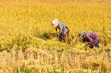 farmers harvesting rice in rice field