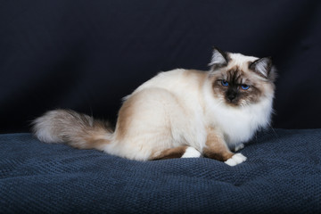 chat, chaton, animal de compagnie, animal, blanc, joli, domestique, persan, fourrure, chat, duveteux, adorable, isolé, yeux, portrait, bleu, jeune, bébé, animal de compagnie, race, mammifère, oeil ble