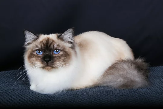 Chat Chaton Animal De Compagnie Animal Blanc Joli Domestique Persan Fourrure Chat Duveteux Adorable Isole Yeux Portrait Bleu Jeune Bebe Animal De Compagnie Race Mammifere Oeil Ble Stock Photo Adobe Stock