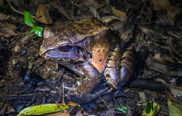 Amazon Rainforest Toad