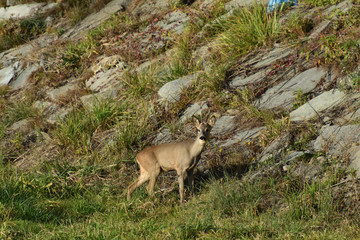 Roebuck  with antlers  walking and jumping on the meadow rock hill