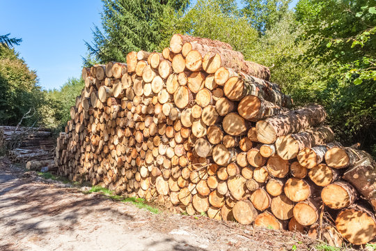 b&ucirc;cheronnage, tas de grumes en for&ecirc;t 