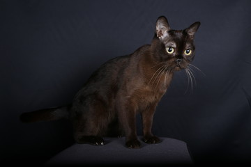 chat, animal, chaton, animal de compagnie, noir, joli, domestique, fourrure, yeux, chat, blanc, portrait, mammifère, isolé, yeux, bleu, beau, jeune, chat tigré, adorable, regardant, brun, poilu, anima