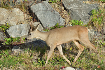 Roebuck  with antlers  walking and jumping on the meadow rock hill