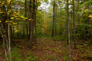 Panorama e natura della Virginia (USA)