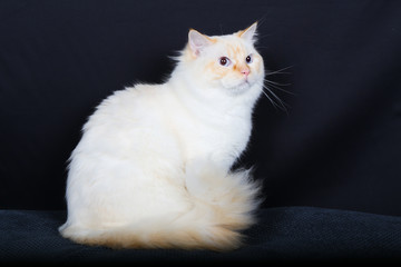 chat, animal, chaton, animal de compagnie, noir, joli, domestique, fourrure, yeux, chat, blanc,...