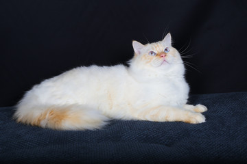 Chat Animal Chaton Animal De Compagnie Joli Domestique Isole Britannique Fourrure Blanc Gris Gris Portrait Chat Cheveux Courts Jeune Etre Assis Chat Tigre Regardant Mammifere Anima Wall Mural Antoine