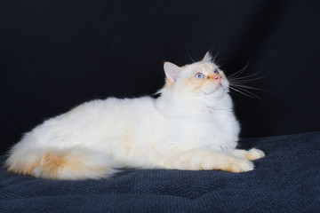 chat, animal, chaton, animal de compagnie, noir, joli, domestique, fourrure, yeux, chat, blanc, portrait, mammifère, isolé, yeux, bleu, beau, jeune, chat tigré, adorable, regardant, brun, poilu, anima