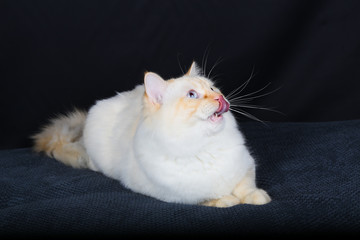 chat, animal, chaton, animal de compagnie, noir, joli, domestique, fourrure, yeux, chat, blanc, portrait, mammifère, isolé, yeux, bleu, beau, jeune, chat tigré, adorable, regardant, brun, poilu, anima