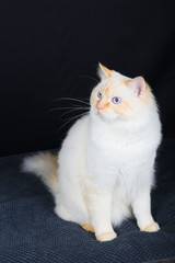 chat, animal, chaton, animal de compagnie, noir, joli, domestique, fourrure, yeux, chat, blanc, portrait, mammifère, isolé, yeux, bleu, beau, jeune, chat tigré, adorable, regardant, brun, poilu, anima