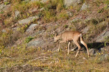 Naklejka na ściany i meble Roebuck with antlers walking and jumping on the meadow rock hill