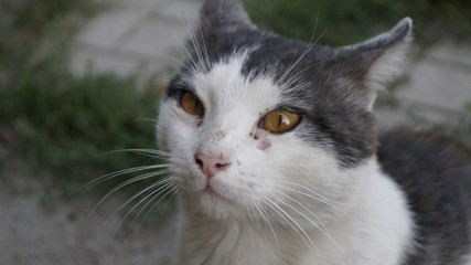 portrait of cat with eyes on blue background