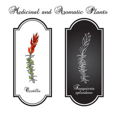 Ocotillo Fouquieria splendens , or coachwhip, candlewood, slimwood, desert coral, Jacob cactus, medicinal plant