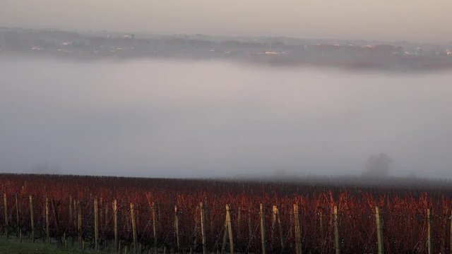Bordeaux vineyard in autumn under the frost and fog, Time Lapse, France