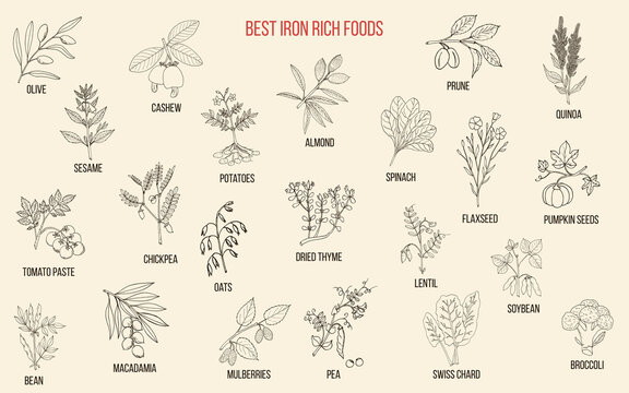 Best iron rich foods