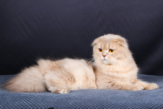chat, chaton, blanc, animal de compagnie, animal, joli, felidae, chat, fourrure, domestique, jeune, adorable, duveteux, persan, bleu, portrait, oeil bleu, yeux, beau, b&eacute;b&eacute;, ragdoll, mammif&egrave;re, neva, p