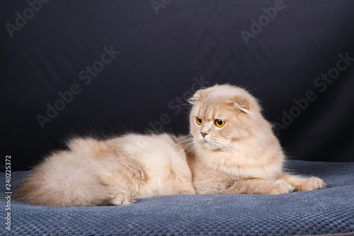 Chat Chaton Blanc Animal De Compagnie Animal Joli Felidae Chat Fourrure Domestique Jeune Adorable Duveteux Persan Bleu Portrait Oeil Bleu Yeux Beau Bebe Ragdoll Mammifere Neva P Wall Mural Antoine Chat Chaton Blanc Animal De Compagnie Animal Joli Felidae Chat Fourrure Domestique Jeune Adorable Duveteux Persan Bleu Portrait Oeil Bleu Yeux Beau Bebe Ragdoll Mammifere Neva P Wall Mural Antoine