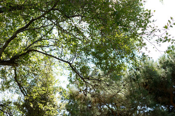 Pine tree and pine cone. green branches of pine trees