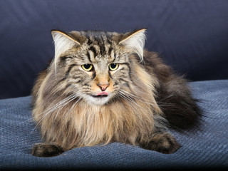 chat, chaton, blanc, animal de compagnie, animal, joli, felidae, chat, fourrure, domestique, jeune,...