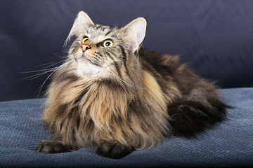 chat, chaton, blanc, animal de compagnie, animal, joli, felidae, chat, fourrure, domestique, jeune, adorable, duveteux, persan, bleu, portrait, oeil bleu, yeux, beau, bébé, ragdoll, mammifère, neva, p